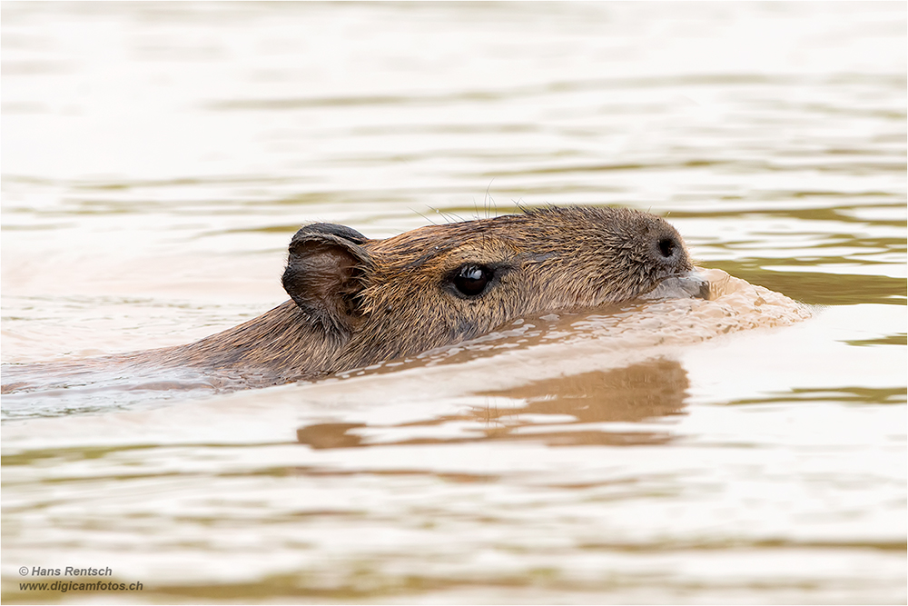 Wasserschwein