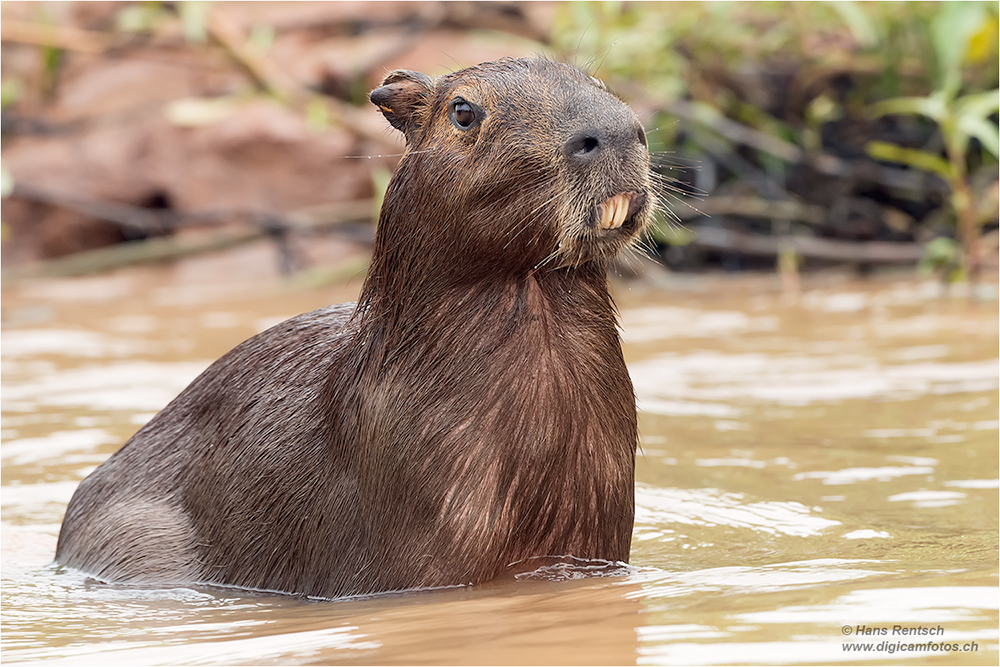 Wasserschwein