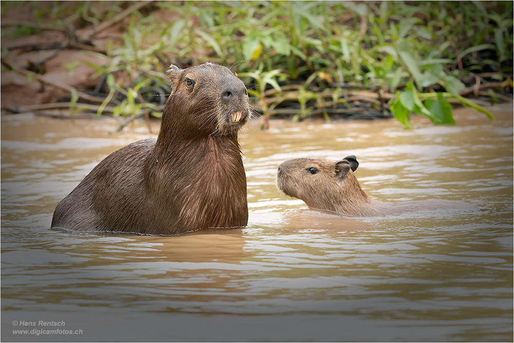 Wasserschwein