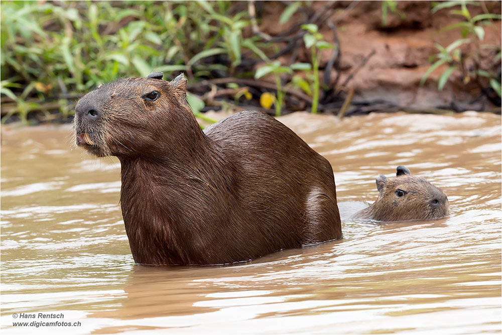 Wasserschwein