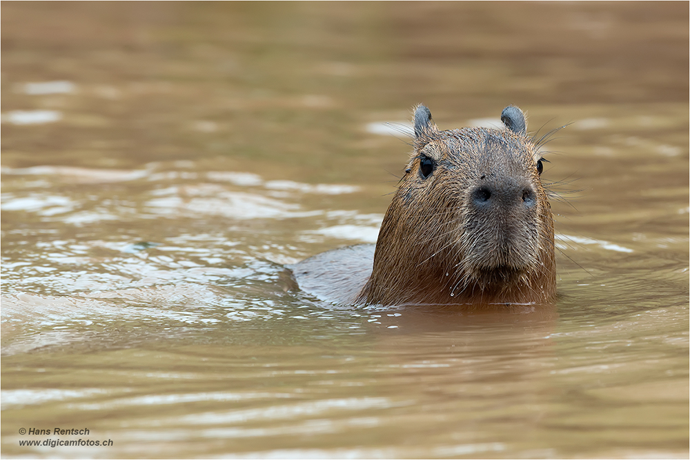 Wasserschwein