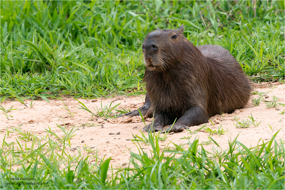 Wasserschwein