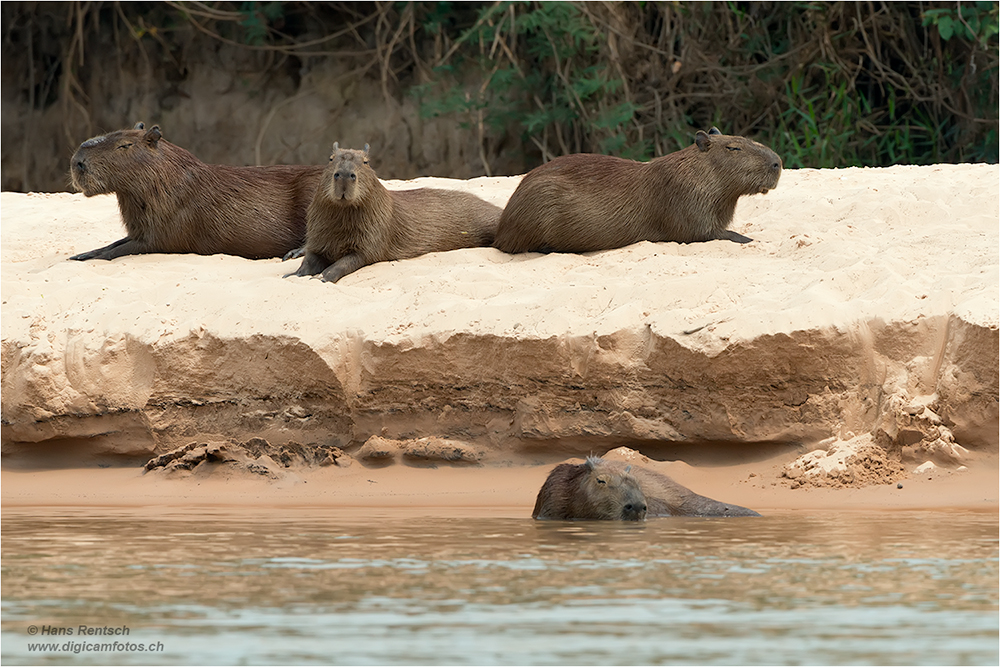 Wasserschwein