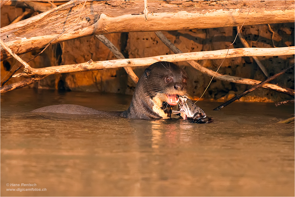 Riesenotter