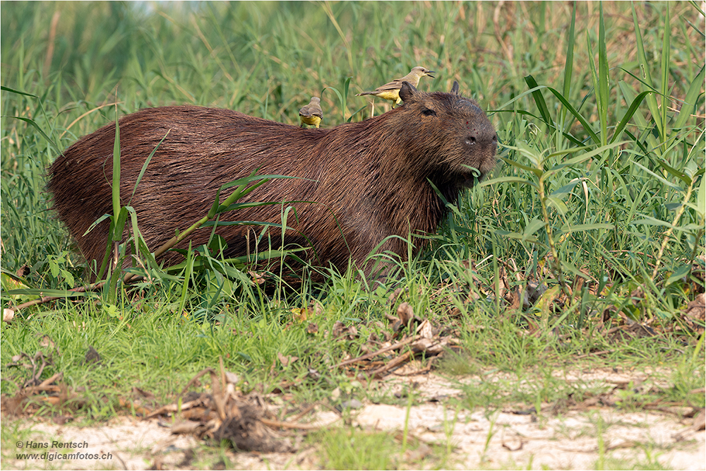 Wasserschwein