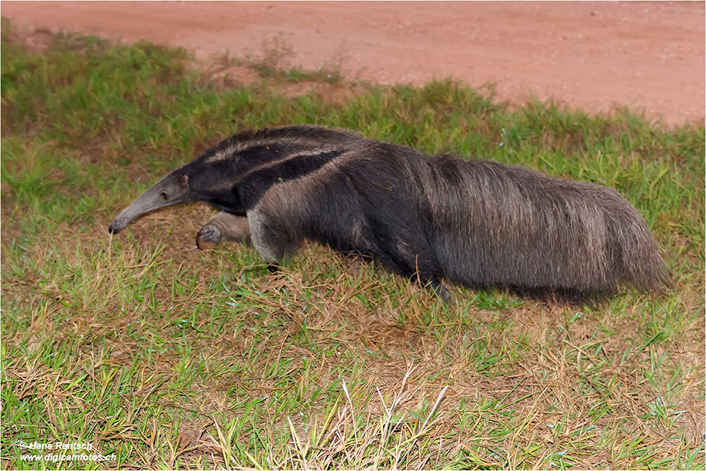 Ameisenbär