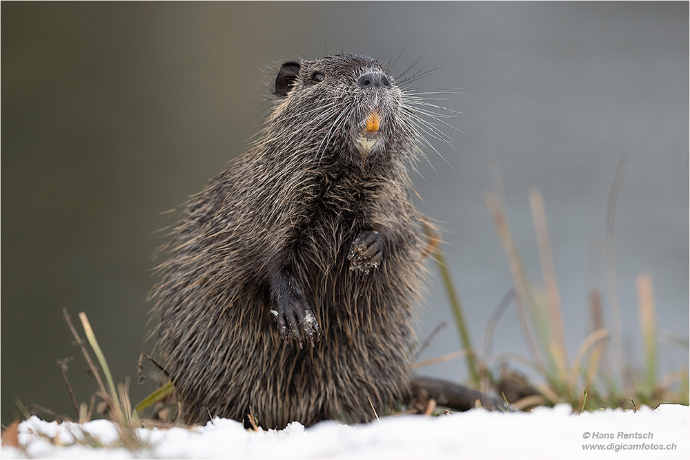 Nutria