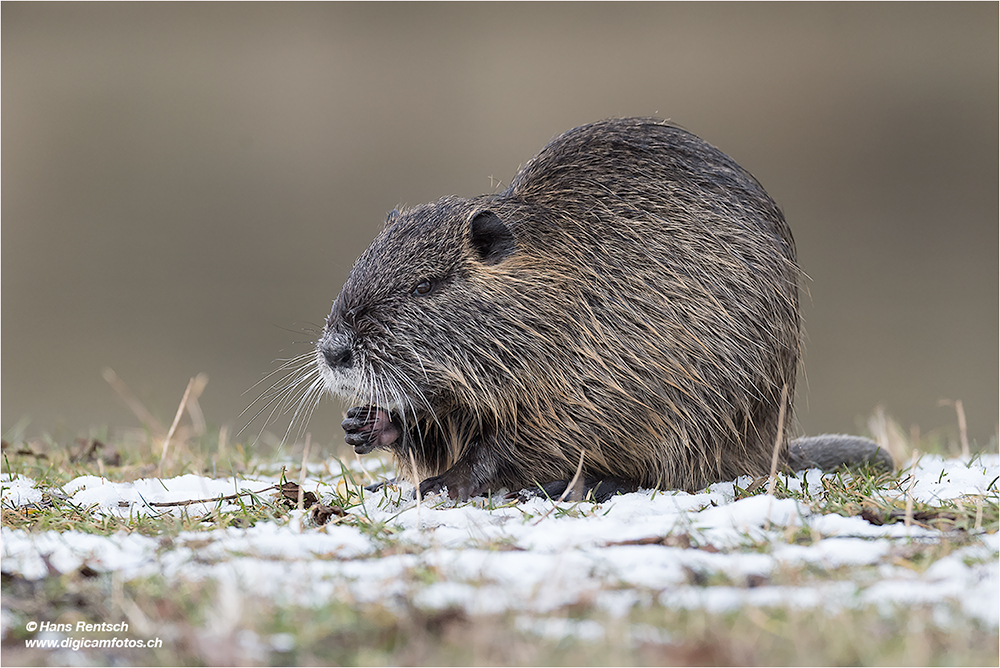 Nutria