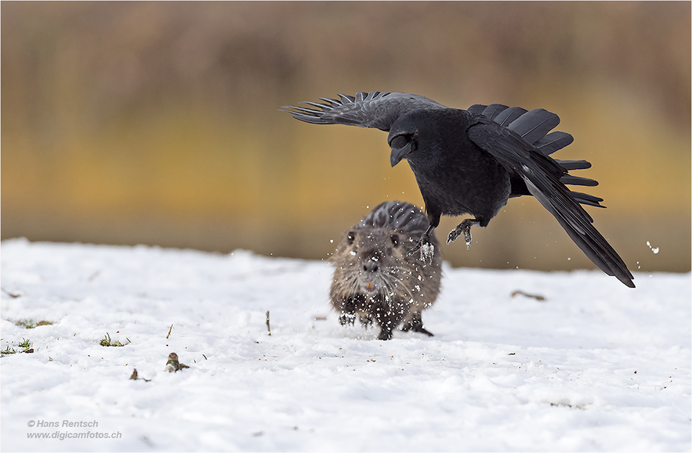 Nutria & Krähe