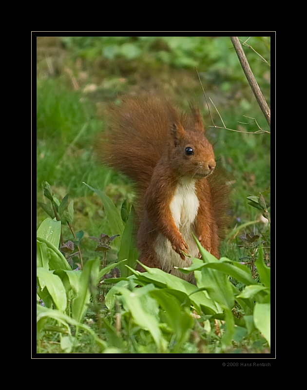 Eichhörnchen im grünen