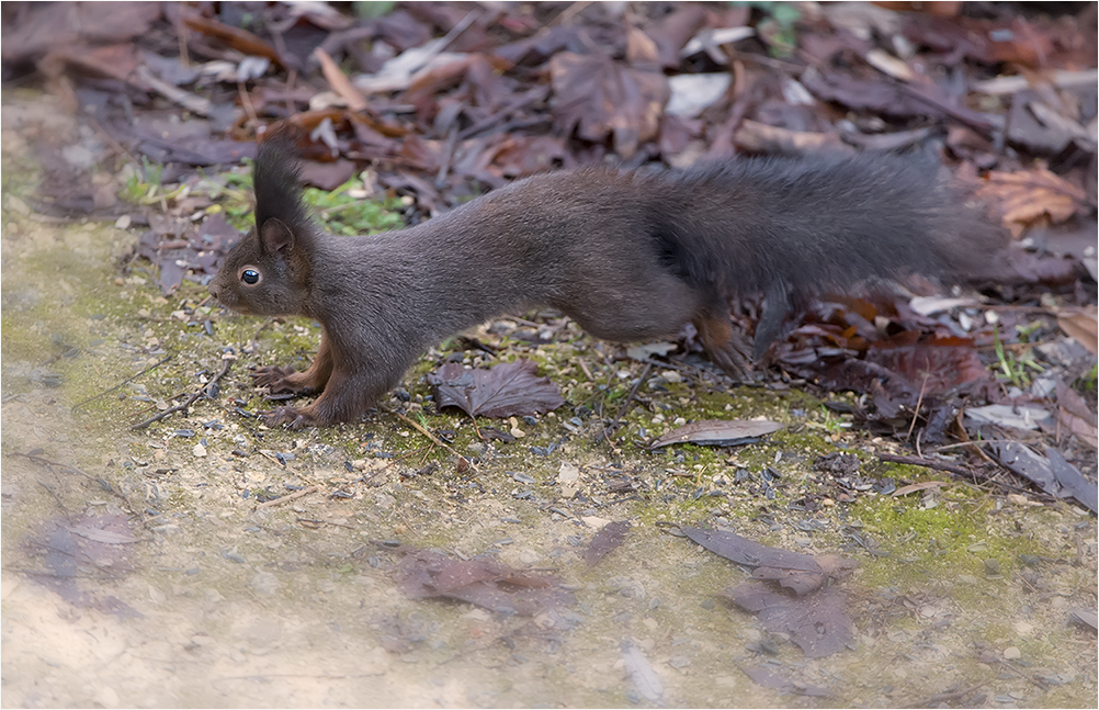 Eichhörnchen