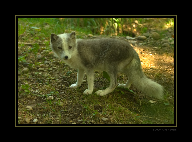 Eisfuchs