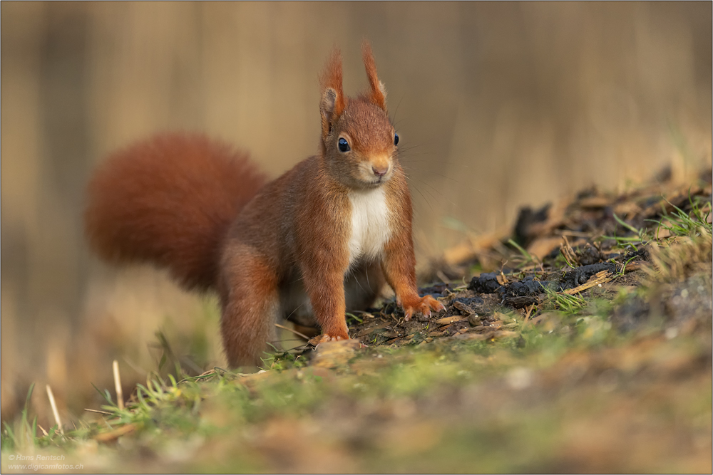 Eichhörnchen