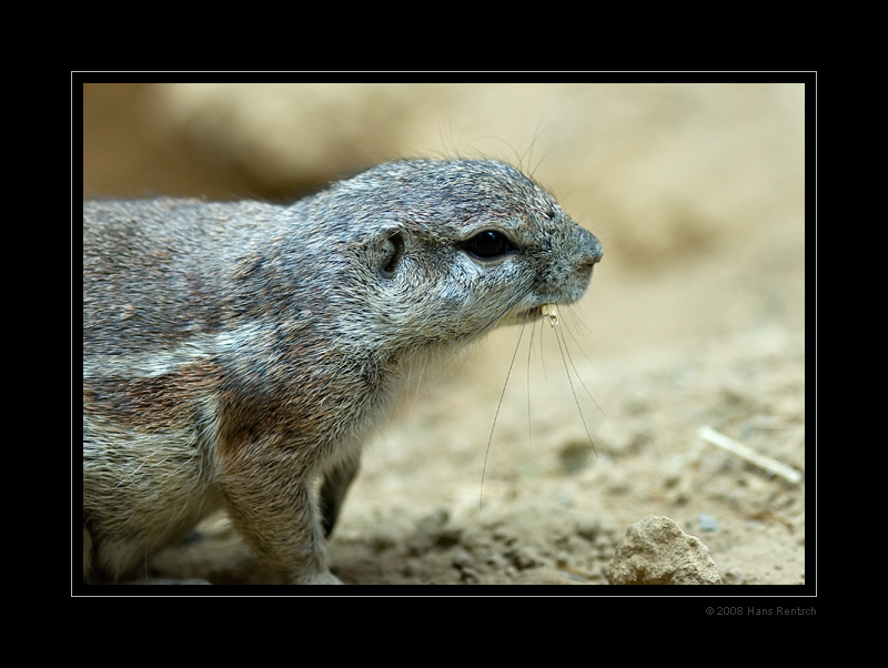 Borstenhörnchen