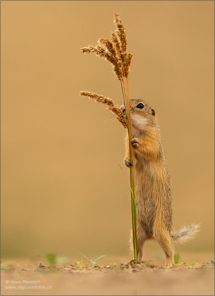 Ziesel