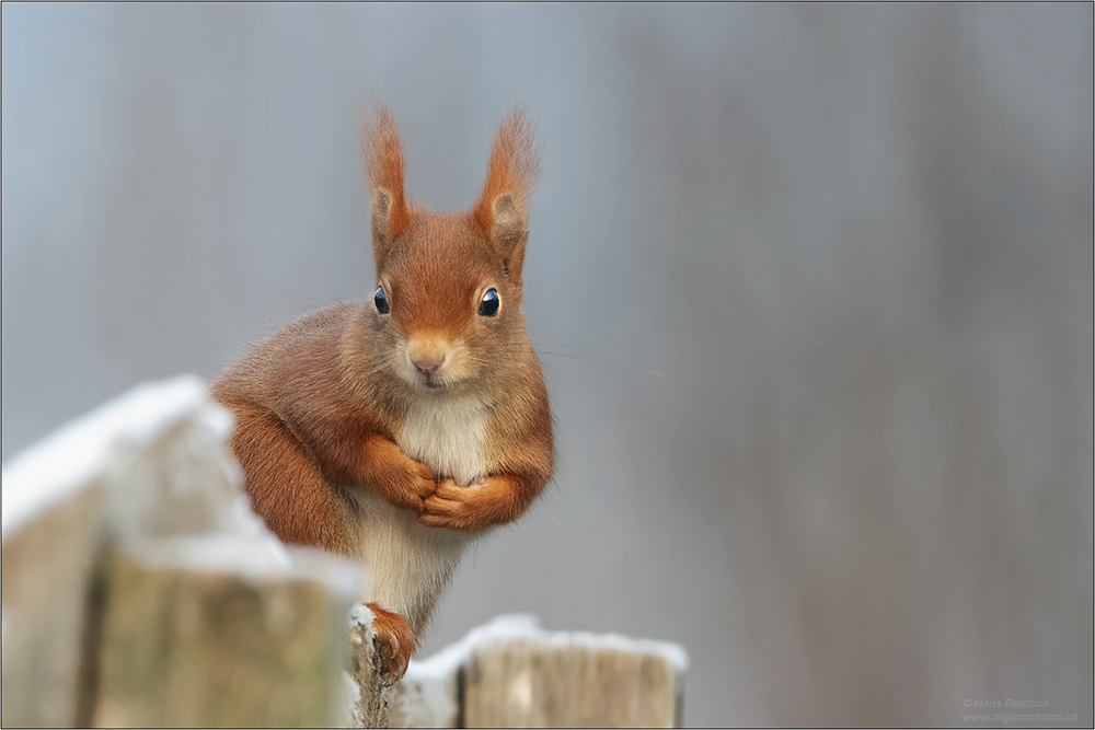 Eichhörnchen