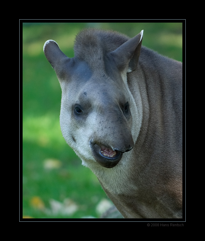 FLachlandtapir