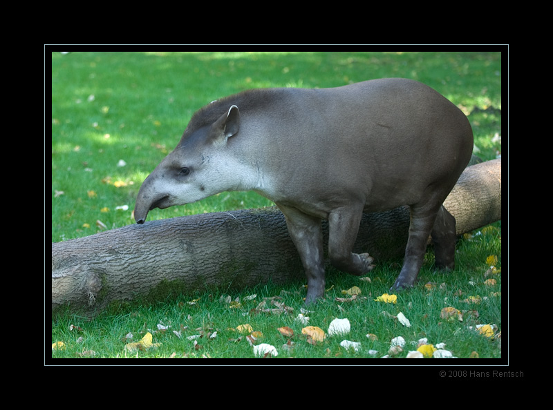 FLachlandtapir