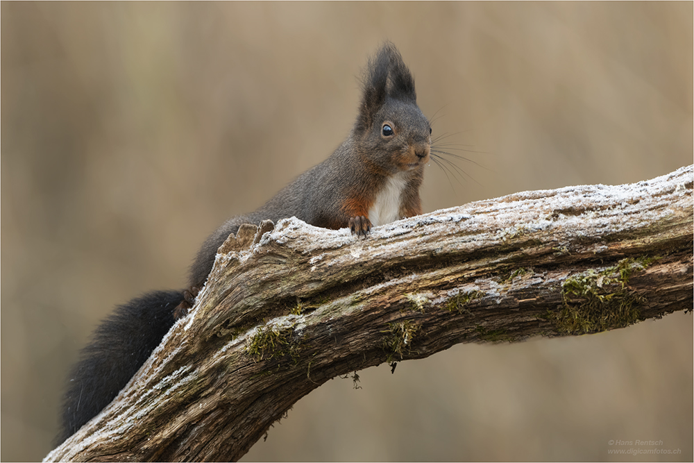 Eichhörnchen