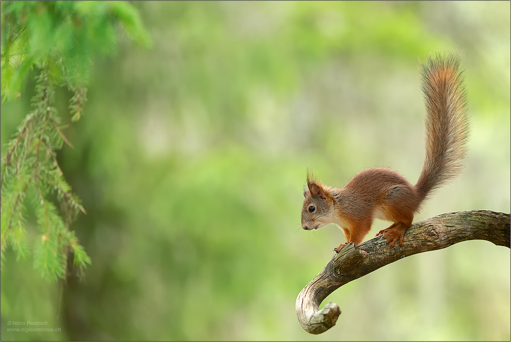 Eichhörnchen