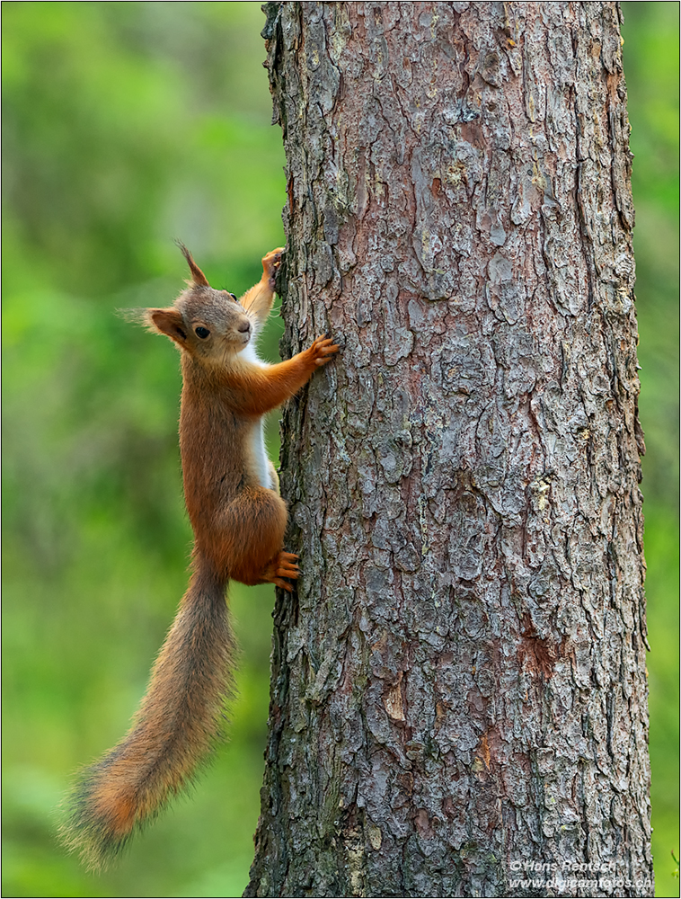 Eichhörnchen