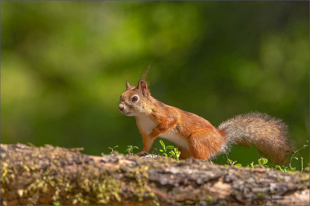 Eichhörnchen