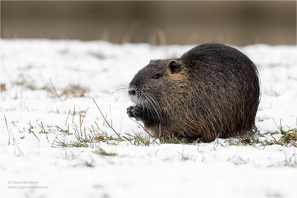 Nutria