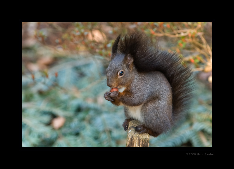 Eichhörnchen mit einer Nuss