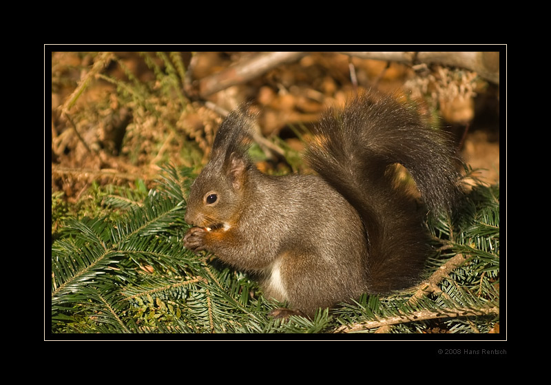 Eichhörnchen an der Sonne