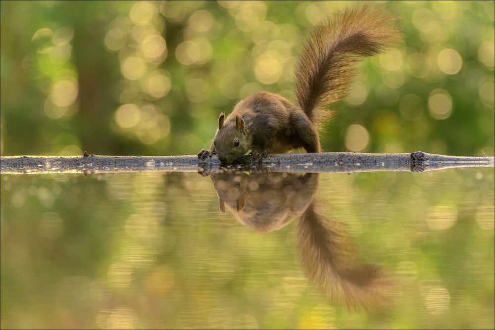 Eichhörnchen