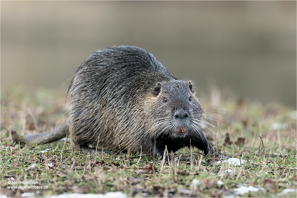 Nutria