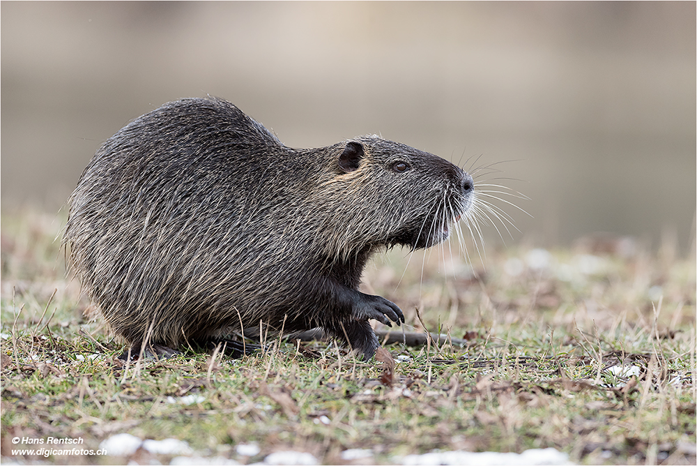 Nutria