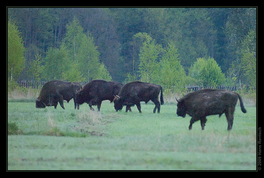 Wisent