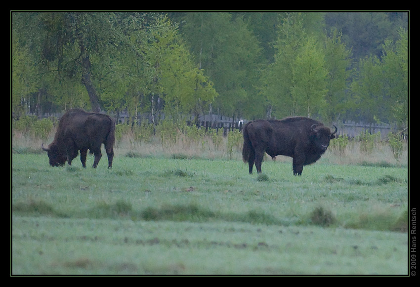 Wisent