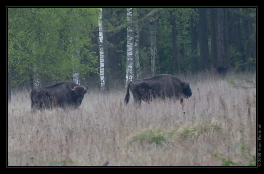 Wisent