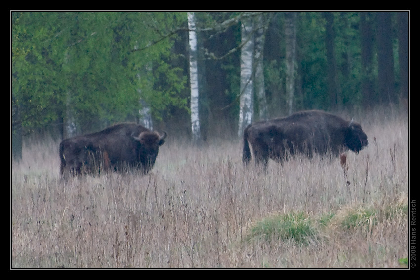 Wisent