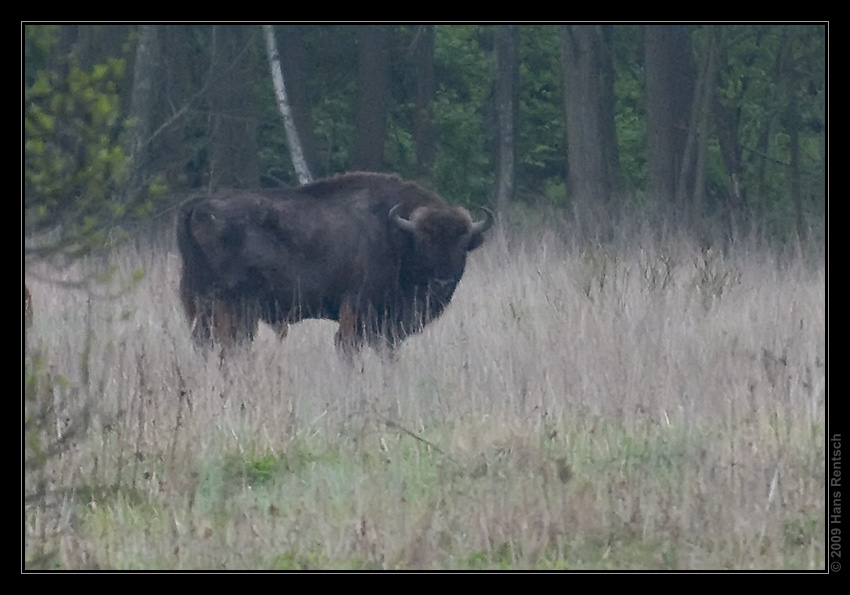 Wisent