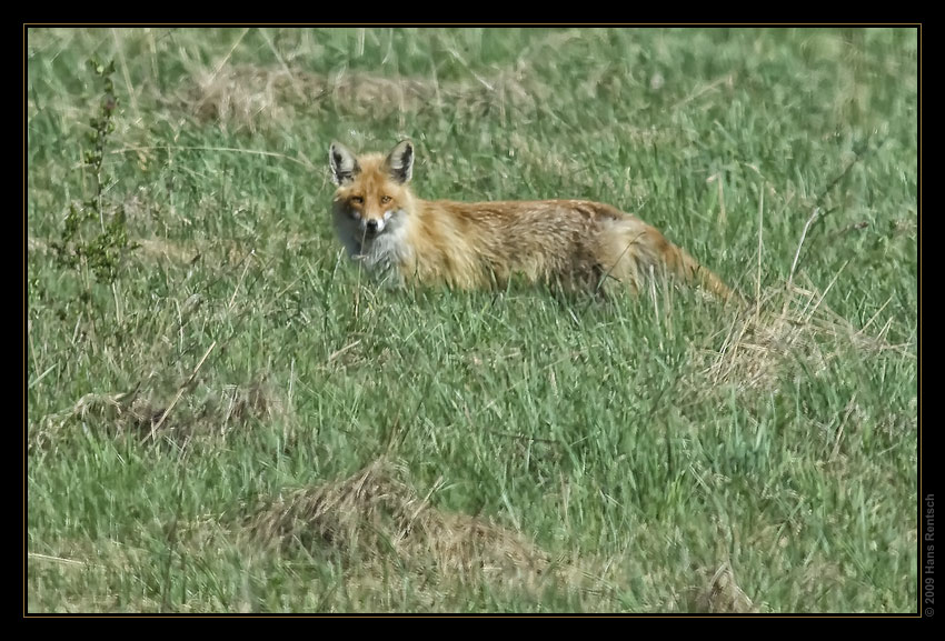 Der Fuchs hat mich endeckt