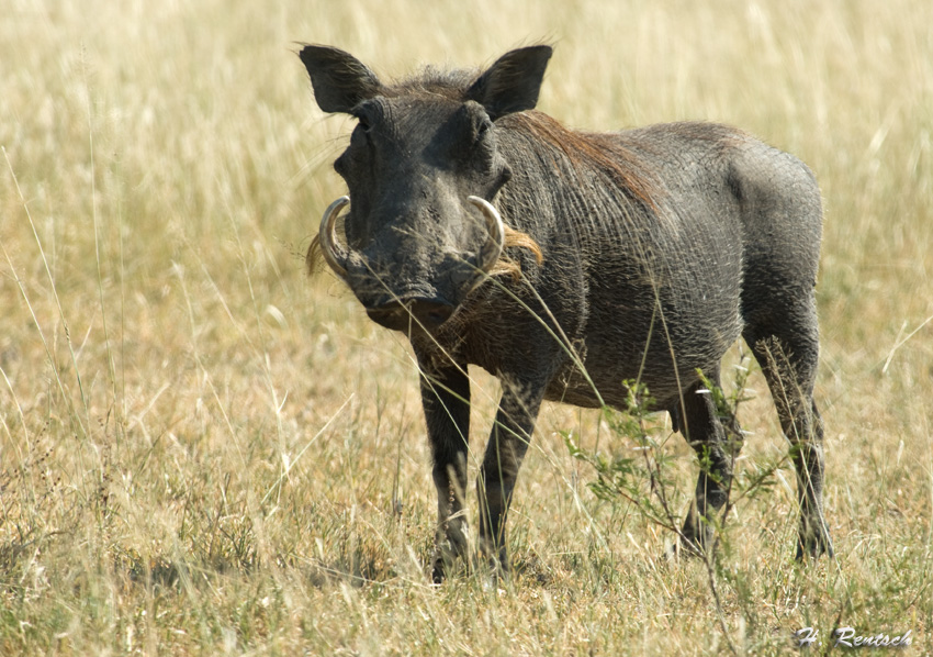 Warzenschwein