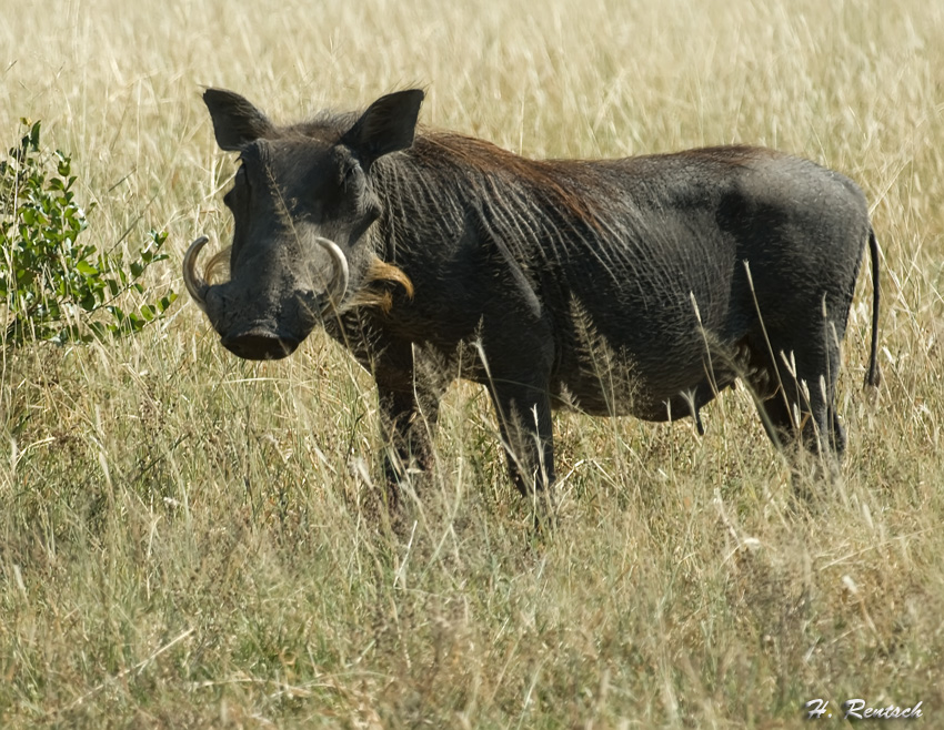 Warzenschwein