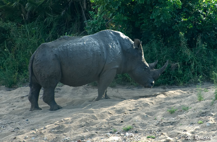 Nashorn