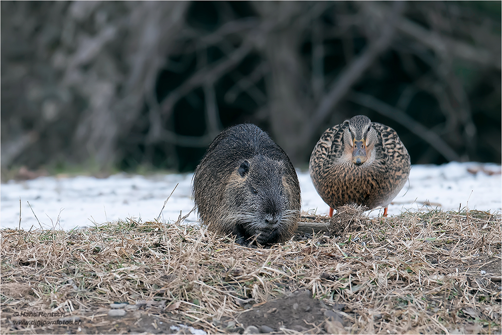 Nutria & Ente