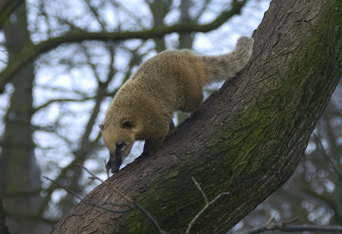 Nasenbaer in einem Baum