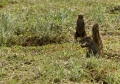 Erdhörnchen Wildlife