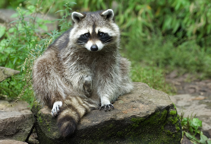 Waschbär aus dem Zoo in Amsterdam