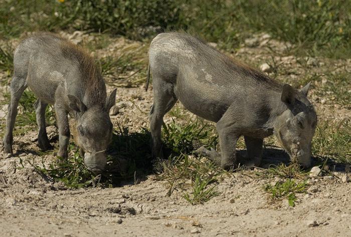 Junge Warzenschweine