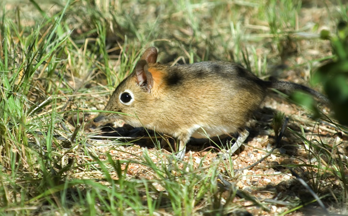 Kurzohr-Rüsselspringer Wildlife