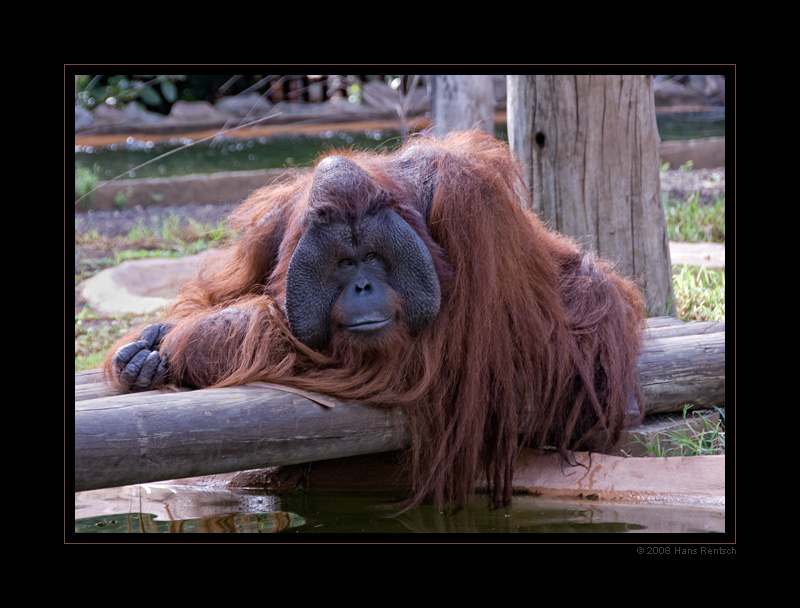 Orangutan