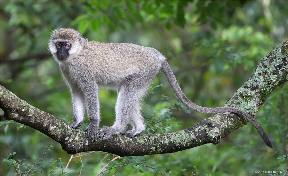 Affe ohne grosse Angst in Kenia