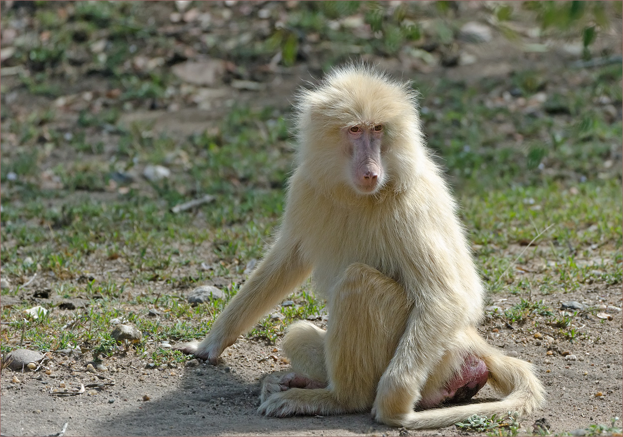 Albino Pavian